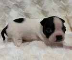 Small Boston Terrier