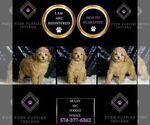 Small Photo #59 Poodle (Toy) Puppy For Sale in WARSAW, IN, USA