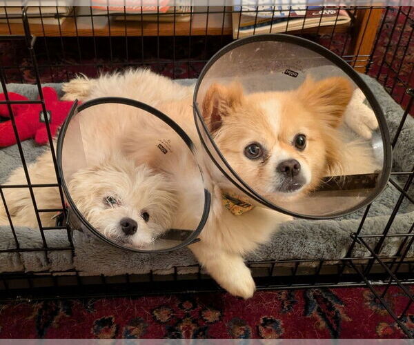 Medium Photo #6 Maltipom Puppy For Sale in Greenbelt, MD, USA