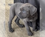 Small #6 Cane Corso