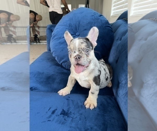 Medium Photo #16 French Bulldog Puppy For Sale in JACKSONVILLE, FL, USA