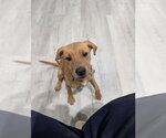 Small #1 Labrador Retriever Mix