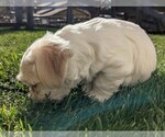 Small Photo #15 Coton de Tulear Puppy For Sale in HUNTINGTN BCH, CA, USA
