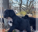 Small Photo #7 Aussiedoodle Puppy For Sale in CROWN POINT, IN, USA