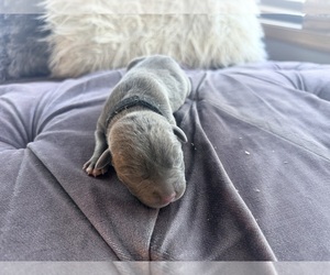 Medium American Pit Bull Terrier