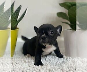 French Bulldog Puppy for sale in JOHNS ISLAND, SC, USA