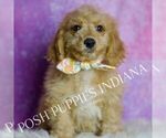 Small #4 Goldendoodle (Miniature)