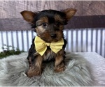 Small #1 Yorkshire Terrier