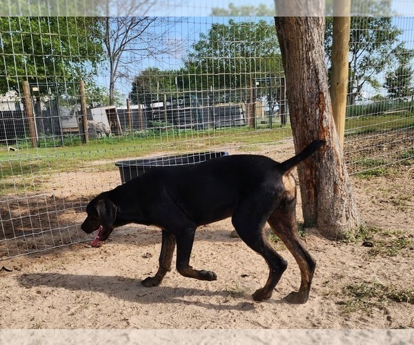 Medium Photo #21 Catahoula Leopard Dog Puppy For Sale in CUMBY, TX, USA