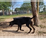Small #20 Catahoula Leopard Dog