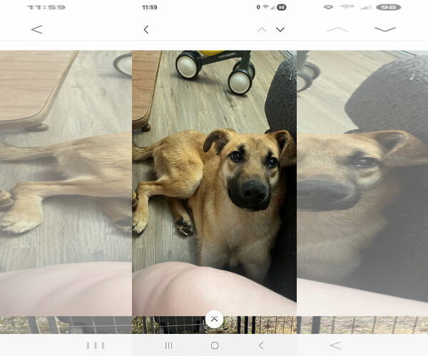 Medium Photo #2 Shollie Puppy For Sale in Brooksville, FL, USA