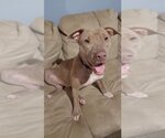 Small #9 American Pit Bull Terrier Mix