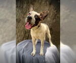Small #3 Boston Terrier Mix