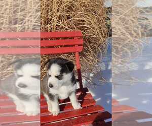 Siberian Husky Puppy for sale in AUBURN, NY, USA