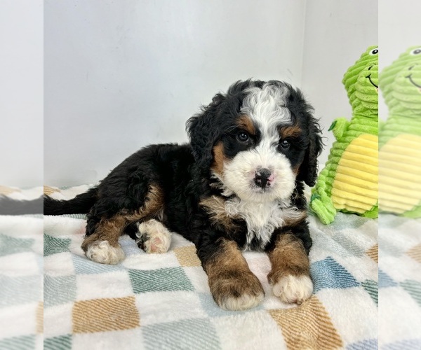 Medium Photo #5 Miniature Bernedoodle Puppy For Sale in FRANKLIN, IN, USA