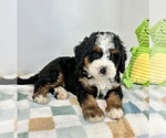 Small #4 Miniature Bernedoodle