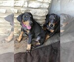 Small Photo #9 Doberman Pinscher Puppy For Sale in AUSTIN, TX, USA