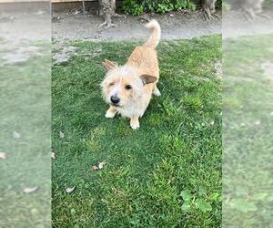 Mutt Dogs for adoption in Stockton, CA, USA