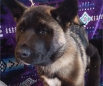Small Photo #12 Akita Puppy For Sale in LIVINGSTON, MT, USA