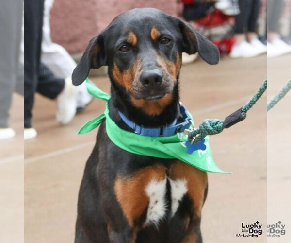 Medium Photo #4 Labrador Retriever-Unknown Mix Puppy For Sale in Washington, DC, USA
