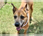 Small German Shepherd Dog Mix