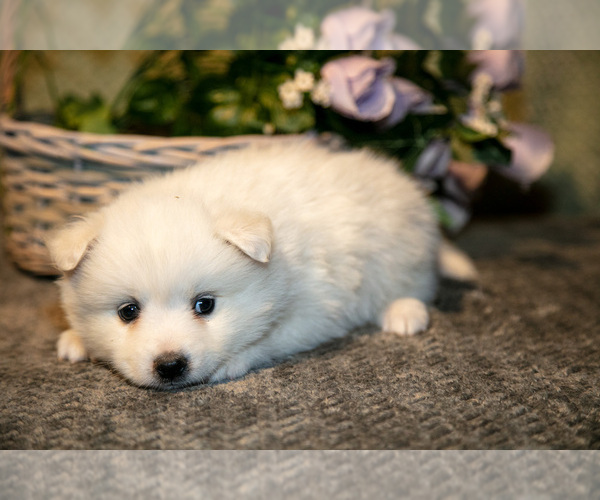 Medium Photo #2 American Eskimo Dog Puppy For Sale in BERNE, IN, USA
