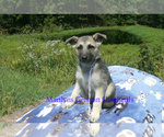 Small #5 German Shepherd Dog