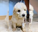 Puppy Red Great Pyrenees