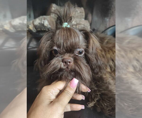 Medium Photo #1 Shih Tzu Puppy For Sale in OCALA, FL, USA