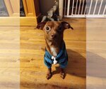 Small Photo #2 Chiweenie Puppy For Sale in Belleuve, NE, USA