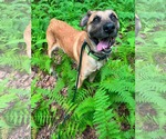 Small #6 Black Mouth Cur Mix