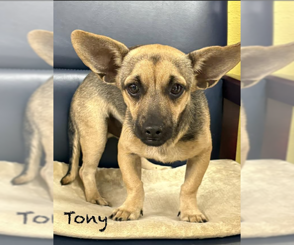 Medium Photo #3 Chihuahua-Unknown Mix Puppy For Sale in Cranston, RI, USA