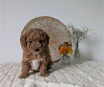 Small Photo #4 Poovanese Puppy For Sale in GOSHEN, IN, USA