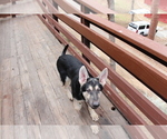 Small Photo #10 German Shepherd Dog Puppy For Sale in PINE MOUNTAIN CLUB, CA, USA