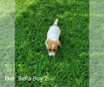 Small Photo #7 Jack Russell Terrier Puppy For Sale in PIONEER, LA, USA
