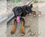 Small Photo #2 Labrottie Puppy For Sale in Southbury, CT, USA