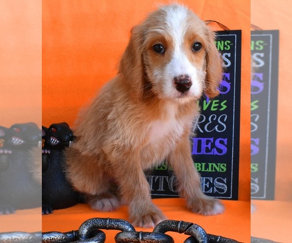 Medium Photo #5 Australian Labradoodle Puppy For Sale in ASPERMONT, TX, USA