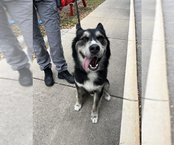 Medium Photo #1 Siberian Husky-Unknown Mix Puppy For Sale in Palmetto, FL, USA