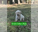 Puppy Green Collar Labrador Retriever