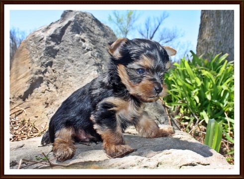 Medium Photo #1 Yorkshire Terrier Puppy For Sale in SAN JOSE, CA, USA