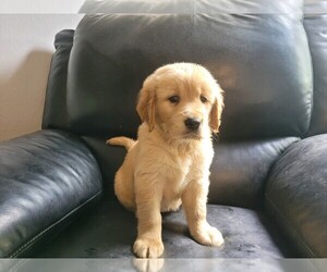Golden Retriever Puppy for sale in NOVI, MI, USA