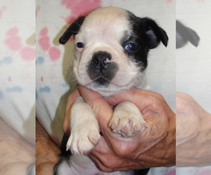 Boston Terrier Puppy for sale in CRKD RVR RNCH, OR, USA