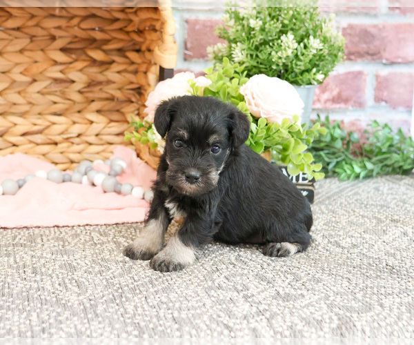 Medium Photo #2 Schnauzer (Miniature) Puppy For Sale in SYRACUSE, IN, USA
