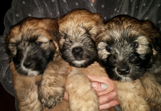 Medium Photo #2 Soft Coated Wheaten Terrier Puppy For Sale in THOMASVILLE, NC, USA