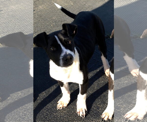 Medium Photo #1 Mutt Puppy For Sale in Sistersville, WV, USA