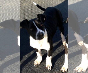 Mutt Dogs for adoption in Sistersville, WV, USA
