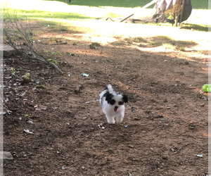 Maltese-ShihPoo Mix Puppy for sale in WINDER, GA, USA