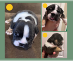 Small Photo #7 English Bulldog Puppy For Sale in EUGENE, OR, USA