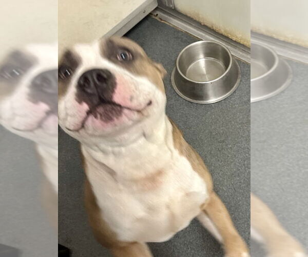 Medium Photo #2 American Pit Bull Terrier Puppy For Sale in Glen Allen, VA, USA