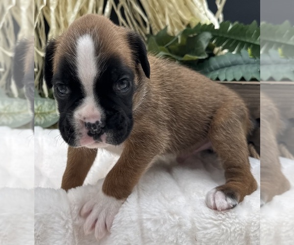Medium Photo #9 Boxer Puppy For Sale in PAWNEE CITY, NE, USA